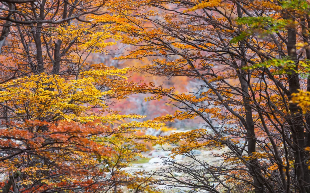 Rituels bien-être par saison : automne, hiver, printemps, été